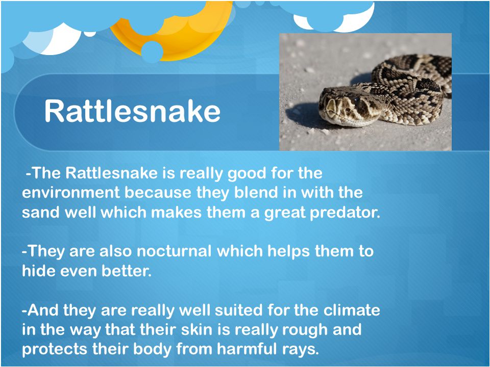 Rattlesnake -The Rattlesnake is really good for the environment because they blend in with the sand well which makes them a great predator.