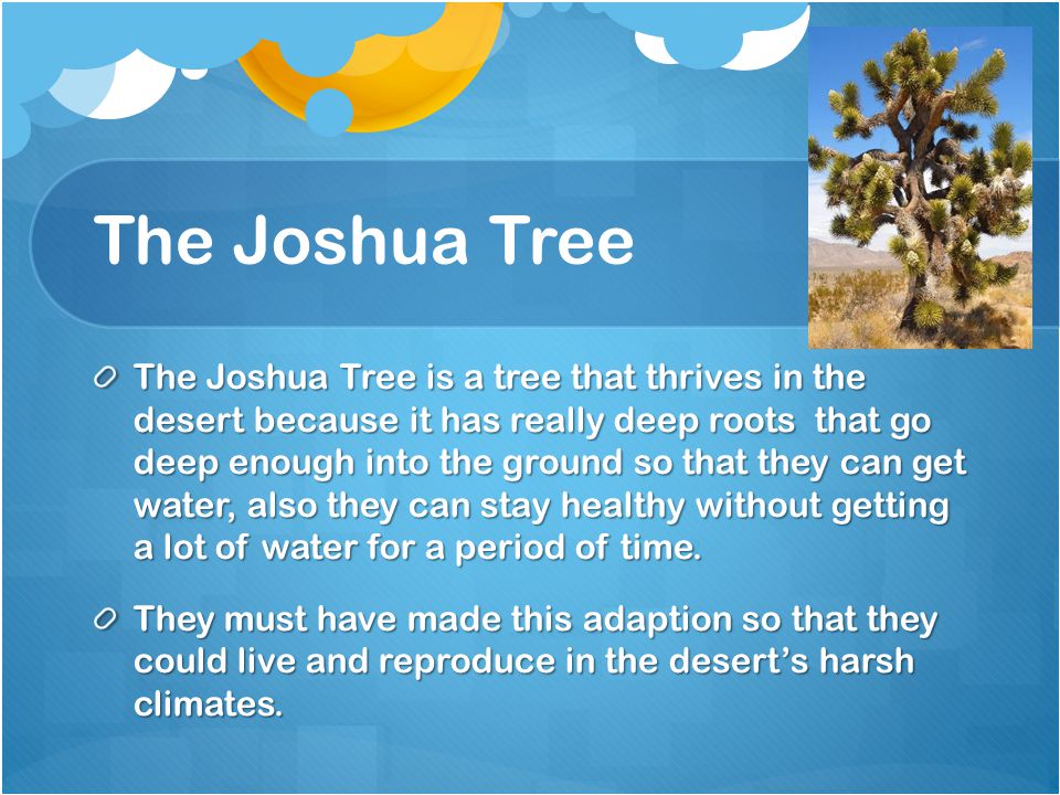 The Joshua Tree The Joshua Tree is a tree that thrives in the desert because it has really deep roots that go deep enough into the ground so that they can get water, also they can stay healthy without getting a lot of water for a period of time.