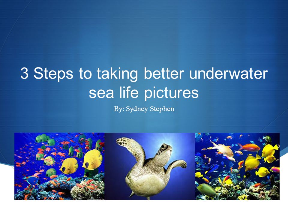  3 Steps to taking better underwater sea life pictures By: Sydney Stephen
