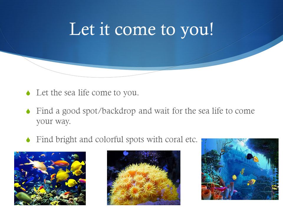 Let it come to you.  Let the sea life come to you.