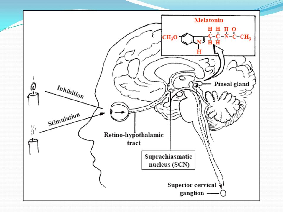 Эпифиз мелатонин. Мелатонин эпифиз. Ретиногипоталамический тракт. DMT шишковидная железа. Шишковидная железа и серотонин.
