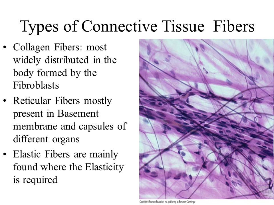 Connective Tissues Fibers and Ground Substance By Dr. Muhammad Rafique  Assistant Professor Anatomy Department ppt download