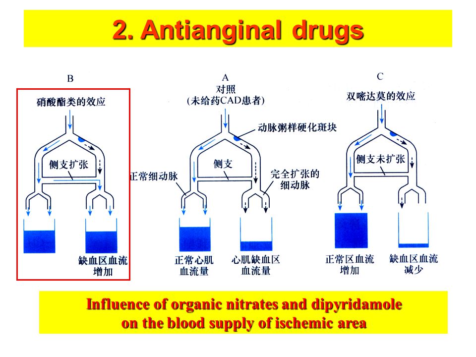 Influence of organic nitrates and dipyridamole on the blood supply of ischemic area 2.
