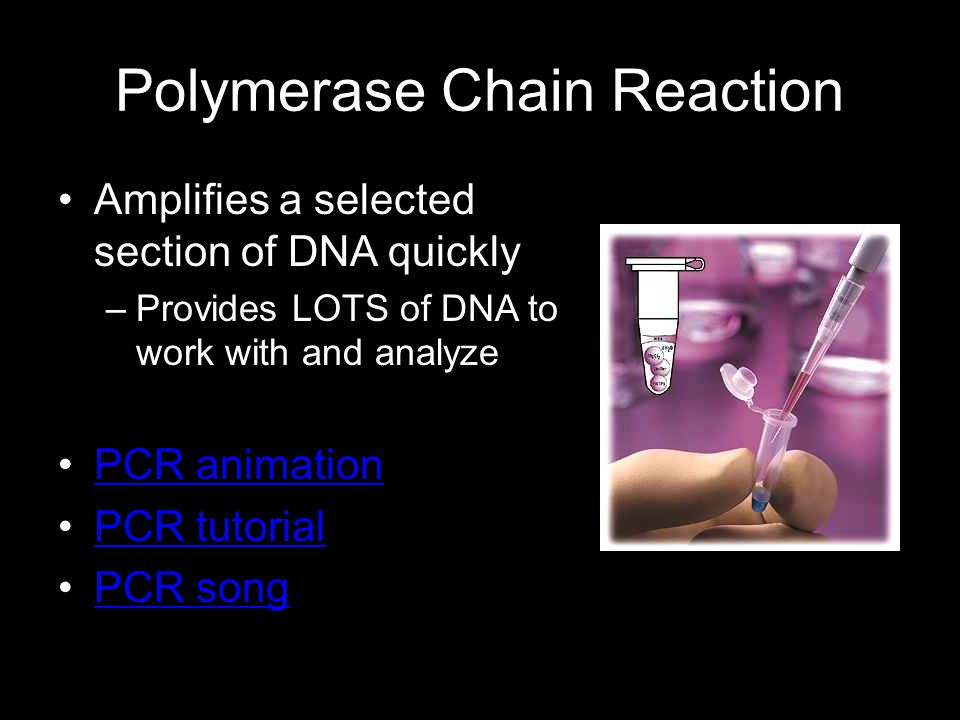 Polymerase Chain Reaction Amplifies a selected section of DNA quickly –Provides LOTS of DNA to work with and analyze PCR animation PCR tutorial PCR song