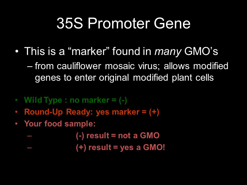 35S Promoter Gene This is a marker found in many GMO’s –from cauliflower mosaic virus; allows modified genes to enter original modified plant cells Wild Type : no marker = (-) Round-Up Ready: yes marker = (+) Your food sample: – (-) result = not a GMO – (+) result = yes a GMO!