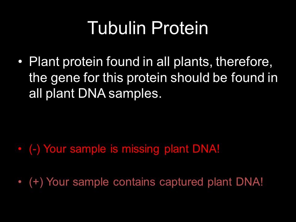 Tubulin Protein Plant protein found in all plants, therefore, the gene for this protein should be found in all plant DNA samples.