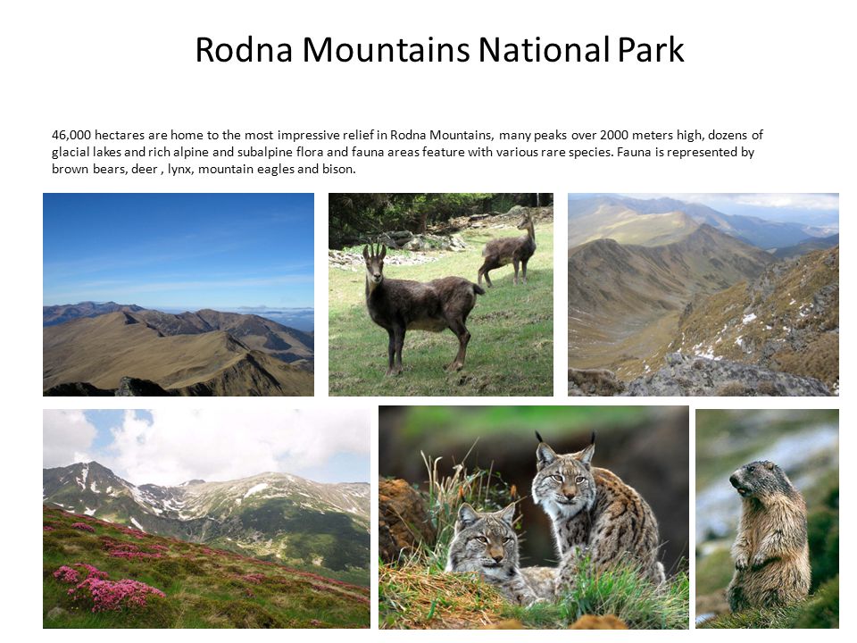 Rodna Mountains National Park 46,000 hectares are home to the most impressive relief in Rodna Mountains, many peaks over 2000 meters high, dozens of glacial lakes and rich alpine and subalpine flora and fauna areas feature with various rare species.