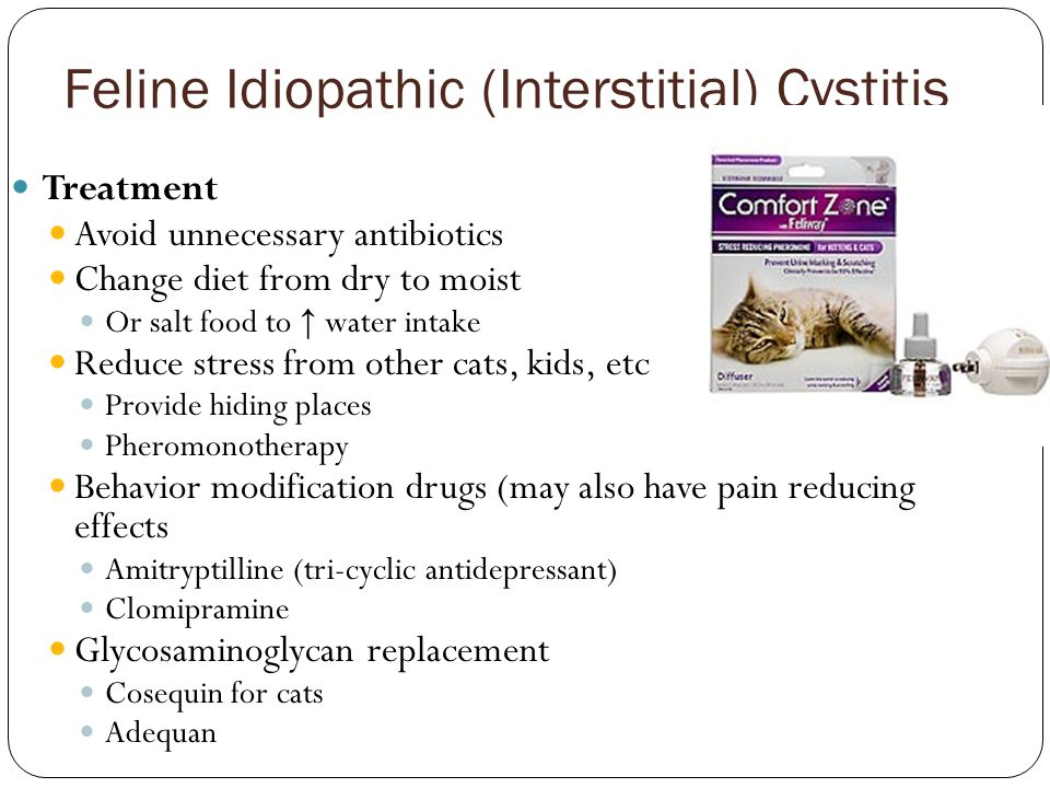 Feline Idiopathic (Interstitial) Cystitis Treatment Avoid unnecessary antibiotics Change diet from dry to moist Or salt food to ↑ water intake Reduce stress from other cats, kids, etc Provide hiding places Pheromonotherapy Behavior modification drugs (may also have pain reducing effects Amitryptilline (tri-cyclic antidepressant) Clomipramine Glycosaminoglycan replacement Cosequin for cats Adequan