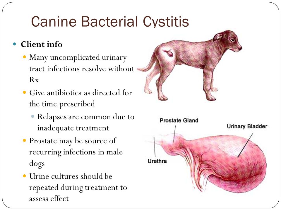 Canine Bacterial Cystitis Client info Many uncomplicated urinary tract infections resolve without Rx Give antibiotics as directed for the time prescribed Relapses are common due to inadequate treatment Prostate may be source of recurring infections in male dogs Urine cultures should be repeated during treatment to assess effect