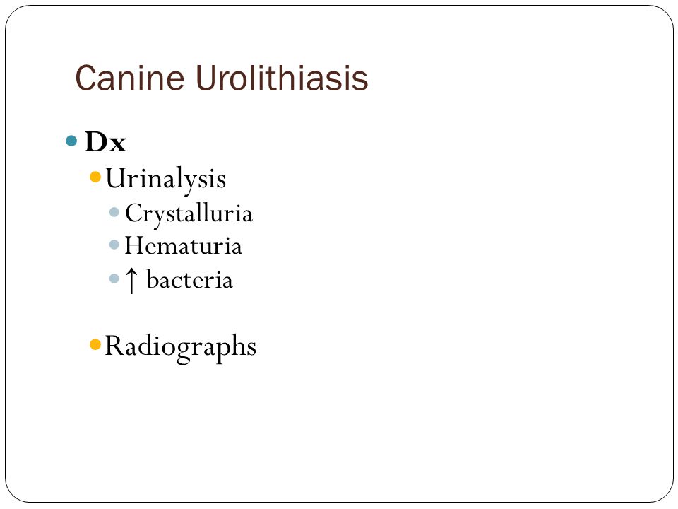 Canine Urolithiasis Dx Urinalysis Crystalluria Hematuria ↑ bacteria Radiographs