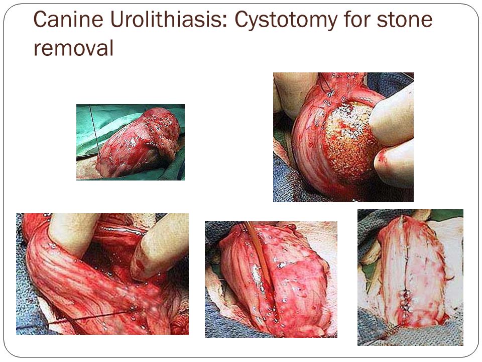 Canine Urolithiasis: Cystotomy for stone removal