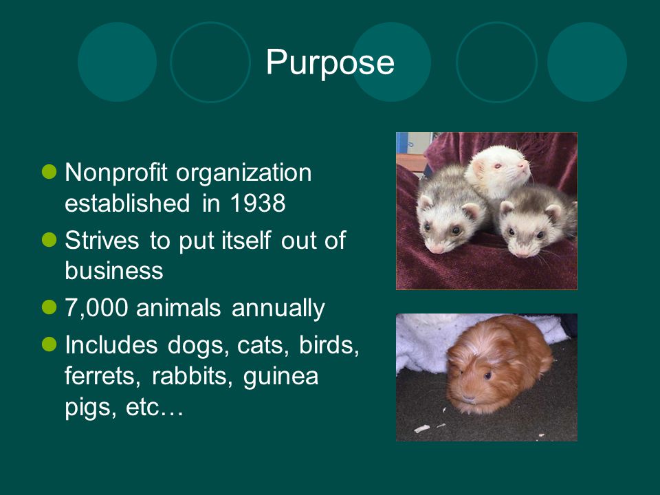 Purpose Nonprofit organization established in 1938 Strives to put itself out of business 7,000 animals annually Includes dogs, cats, birds, ferrets, rabbits, guinea pigs, etc…