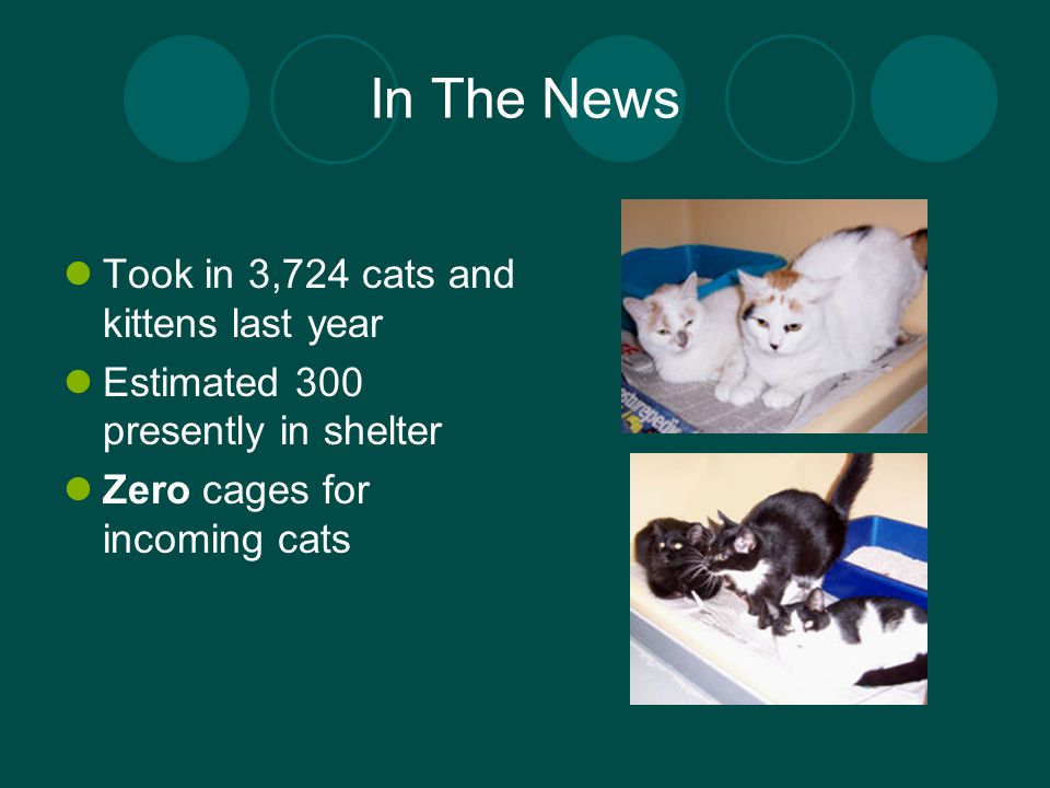 In The News Took in 3,724 cats and kittens last year Estimated 300 presently in shelter Zero cages for incoming cats