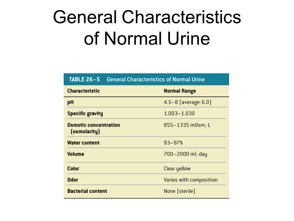 Lab 41 Urinalysis Urine 180l Day Filtrate 1 8l Day Urine