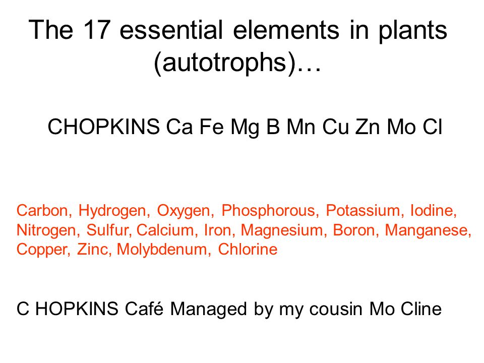 The 17 essential elements in plants (autotrophs)… CHOPKINS Ca Fe Mg B Mn Cu Zn Mo Cl Carbon, Hydrogen, Oxygen, Phosphorous, Potassium, Iodine, Nitrogen, Sulfur, Calcium, Iron, Magnesium, Boron, Manganese, Copper, Zinc, Molybdenum, Chlorine C HOPKINS Café Managed by my cousin Mo Cline