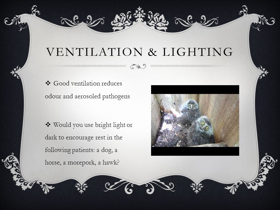  Good ventilation reduces odour and aerosoled pathogens  Would you use bright light or dark to encourage rest in the following patients: a dog, a horse, a morepork, a hawk.