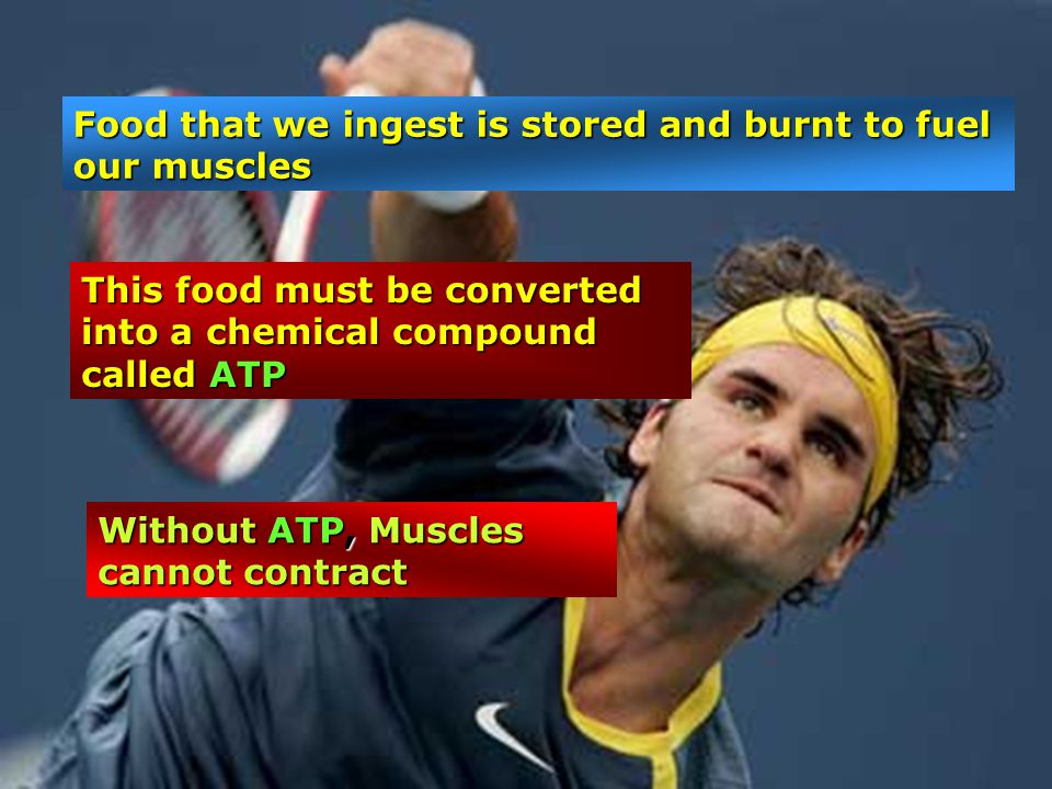 Food that we ingest is stored and burnt to fuel our muscles This food must be converted into a chemical compound called ATP Without ATP, Muscles cannot contract