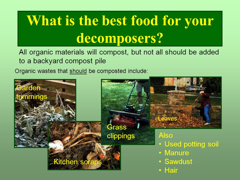 What is the best food for your decomposers.