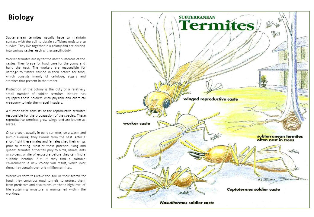 Biology Subterranean termites usually have to maintain contact with the soil to obtain sufficient moisture to survive.