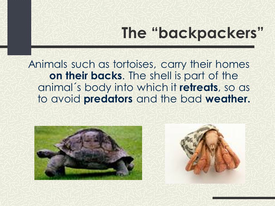 Animal homes How animals construct their homes and the materials they use.  - ppt download