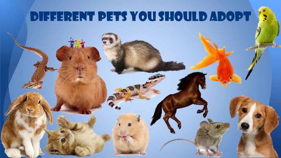 Different pets you should adopt