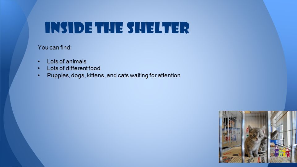 Inside the shelter You can find: Lots of animals Lots of different food Puppies, dogs, kittens, and cats waiting for attention