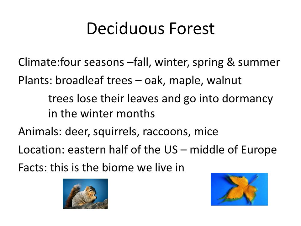 Climate:four seasons –fall, winter, spring & summer Plants: broadleaf trees – oak, maple, walnut trees lose their leaves and go into dormancy in the winter months Animals: deer, squirrels, raccoons, mice Location: eastern half of the US – middle of Europe Facts: this is the biome we live in