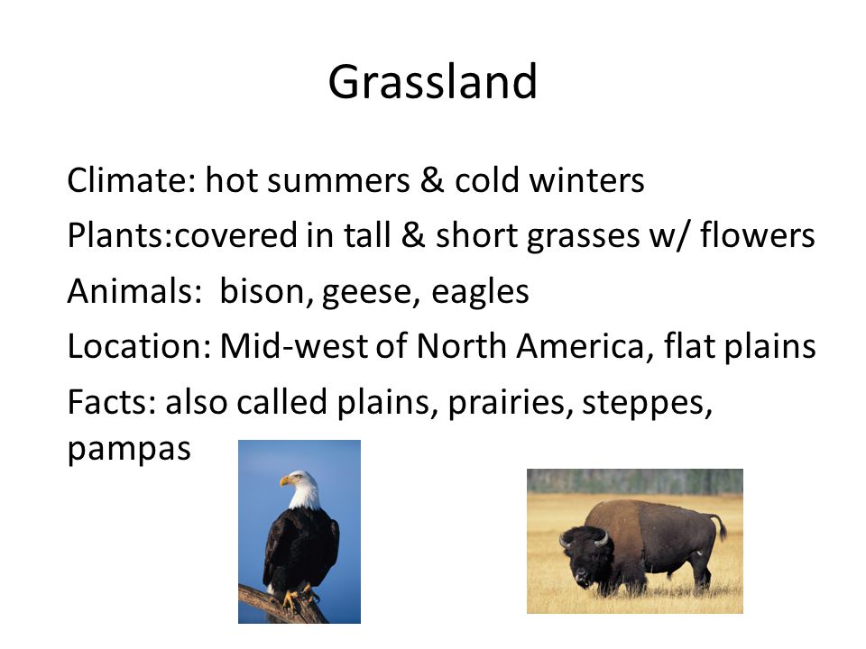 Climate: hot summers & cold winters Plants:covered in tall & short grasses w/ flowers Animals: bison, geese, eagles Location: Mid-west of North America, flat plains Facts: also called plains, prairies, steppes, pampas