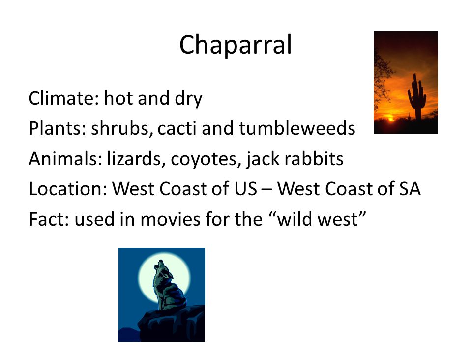 Chaparral Climate: hot and dry Plants: shrubs, cacti and tumbleweeds Animals: lizards, coyotes, jack rabbits Location: West Coast of US – West Coast of SA Fact: used in movies for the wild west