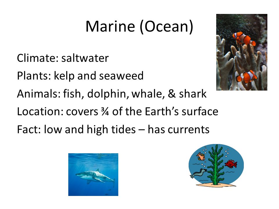 Climate: saltwater Plants: kelp and seaweed Animals: fish, dolphin, whale, & shark Location: covers ¾ of the Earth’s surface Fact: low and high tides – has currents