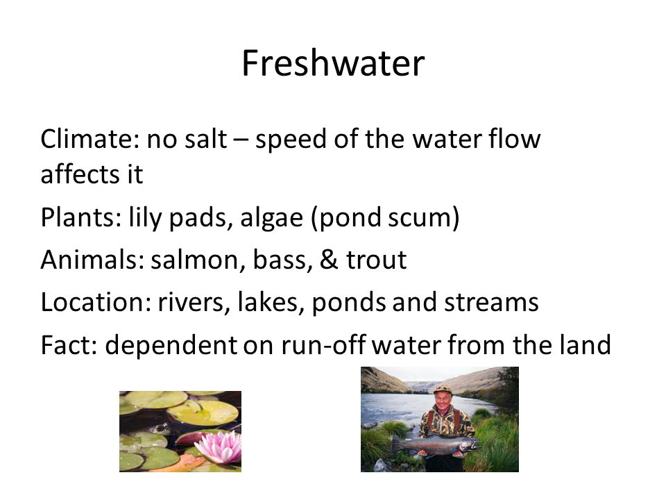 Freshwater Climate: no salt – speed of the water flow affects it Plants: lily pads, algae (pond scum) Animals: salmon, bass, & trout Location: rivers, lakes, ponds and streams Fact: dependent on run-off water from the land