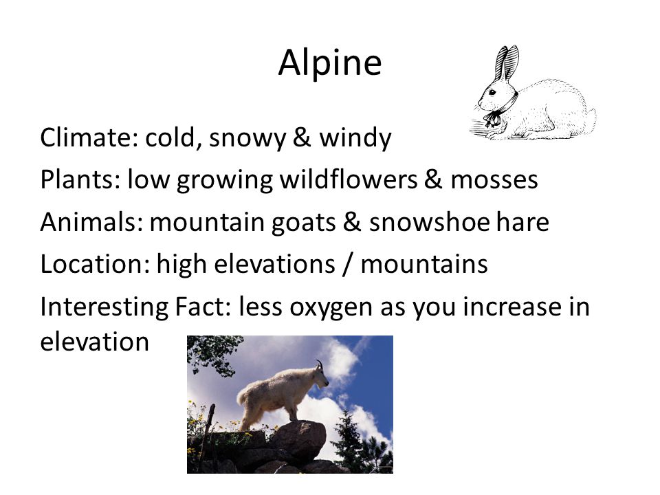 Climate: cold, snowy & windy Plants: low growing wildflowers & mosses Animals: mountain goats & snowshoe hare Location: high elevations / mountains Interesting Fact: less oxygen as you increase in elevation