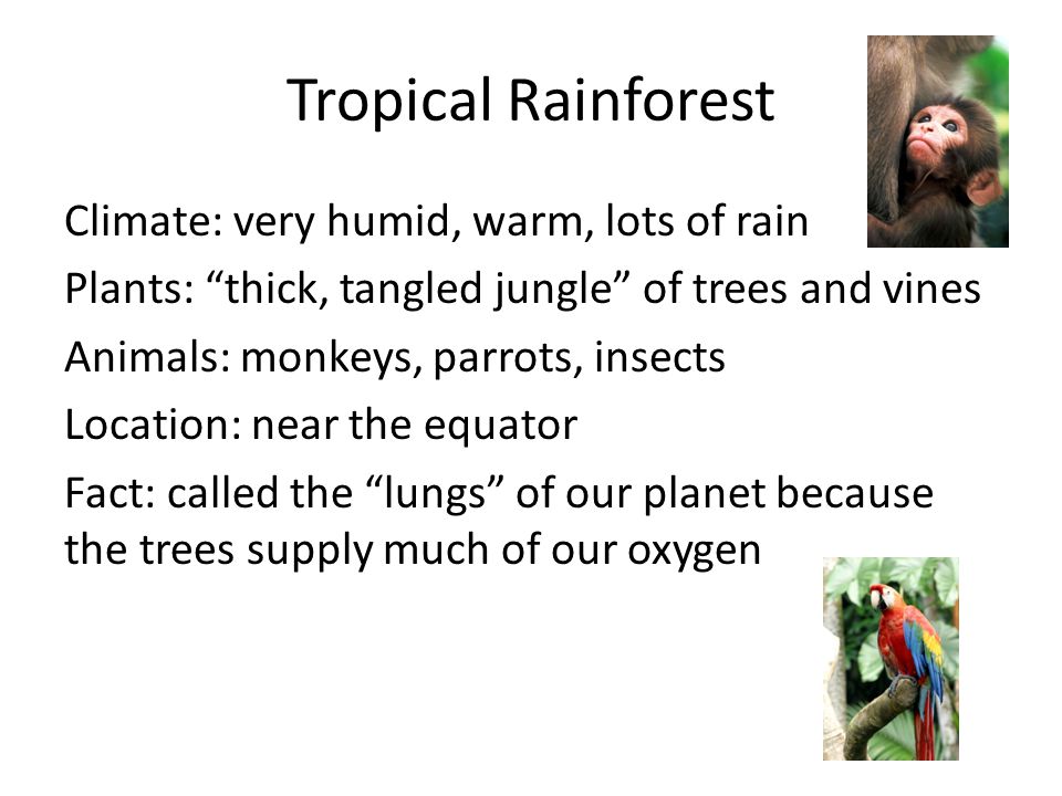 Climate: very humid, warm, lots of rain Plants: thick, tangled jungle of trees and vines Animals: monkeys, parrots, insects Location: near the equator Fact: called the lungs of our planet because the trees supply much of our oxygen