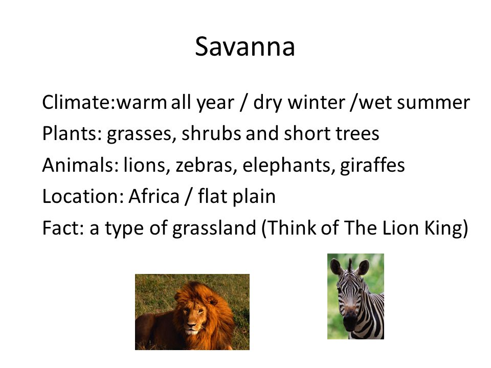 Climate:warm all year / dry winter /wet summer Plants: grasses, shrubs and short trees Animals: lions, zebras, elephants, giraffes Location: Africa / flat plain Fact: a type of grassland (Think of The Lion King)