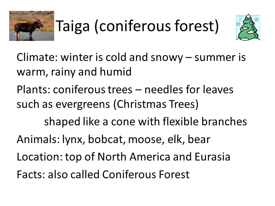 Taiga (coniferous forest) Climate: winter is cold and snowy – summer is warm, rainy and humid Plants: coniferous trees – needles for leaves such as evergreens (Christmas Trees) shaped like a cone with flexible branches Animals: lynx, bobcat, moose, elk, bear Location: top of North America and Eurasia Facts: also called Coniferous Forest