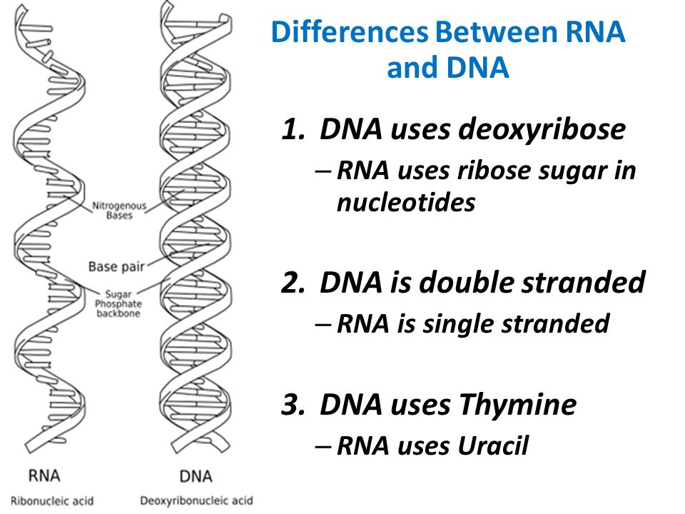 12 3 Rna And Protein Synthesis Biology 2 Dna Double Helix Structure Explains How Dna Can Be Copied But Not How Genes Work Genes Sequence Of Dna That Ppt Download 12 3 Rna And Protein Synthesis Biology 2 Dna Double Helix Structure Explains How Dna Can Be Copied But Not How Genes Work Genes Sequence Of Dna That Ppt Download