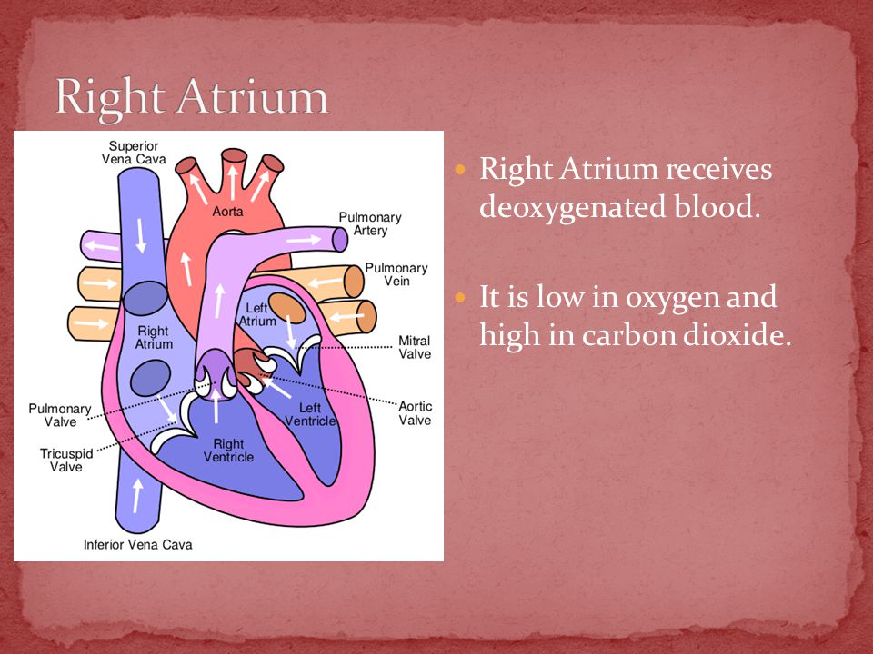 Right Atrium receives deoxygenated blood. It is low in oxygen and high in carbon dioxide.