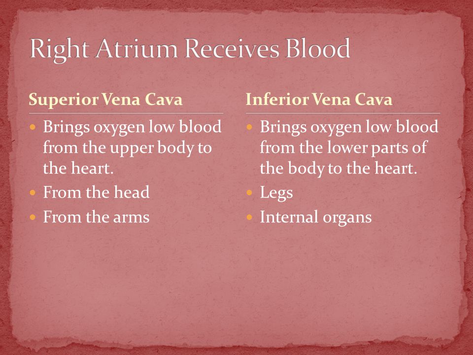 Superior Vena Cava Brings oxygen low blood from the upper body to the heart.