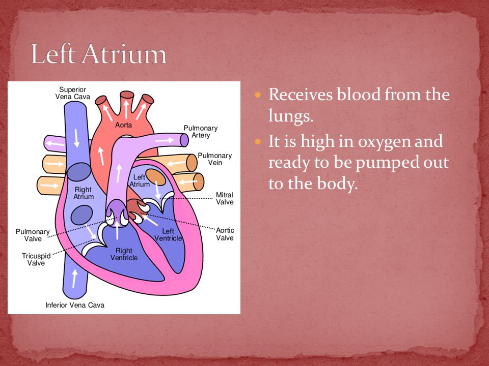 Receives blood from the lungs. It is high in oxygen and ready to be pumped out to the body.
