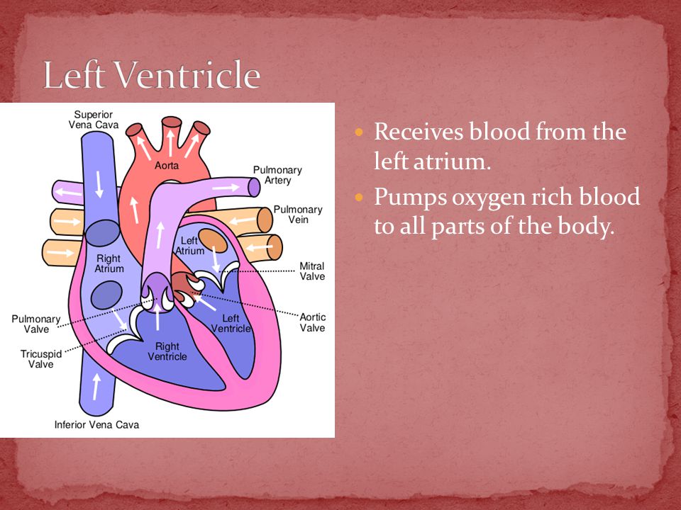 Receives blood from the left atrium. Pumps oxygen rich blood to all parts of the body.