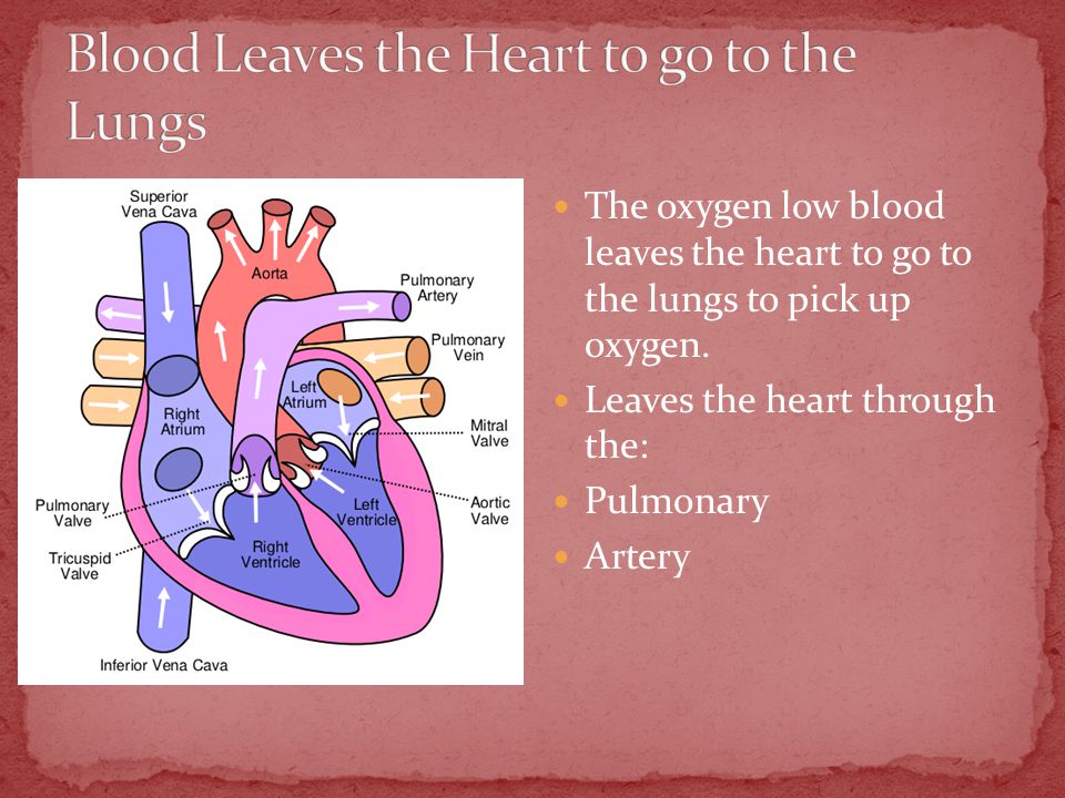 The oxygen low blood leaves the heart to go to the lungs to pick up oxygen.