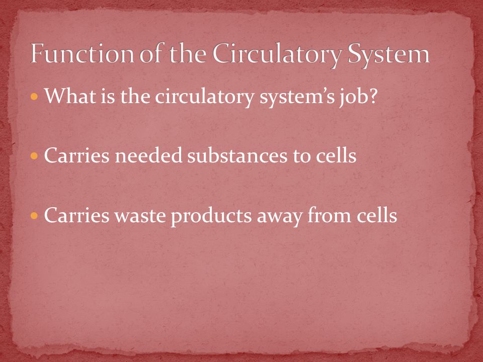 What is the circulatory system’s job.
