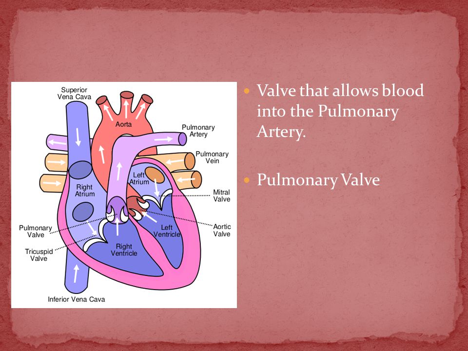 Valve that allows blood into the Pulmonary Artery. Pulmonary Valve