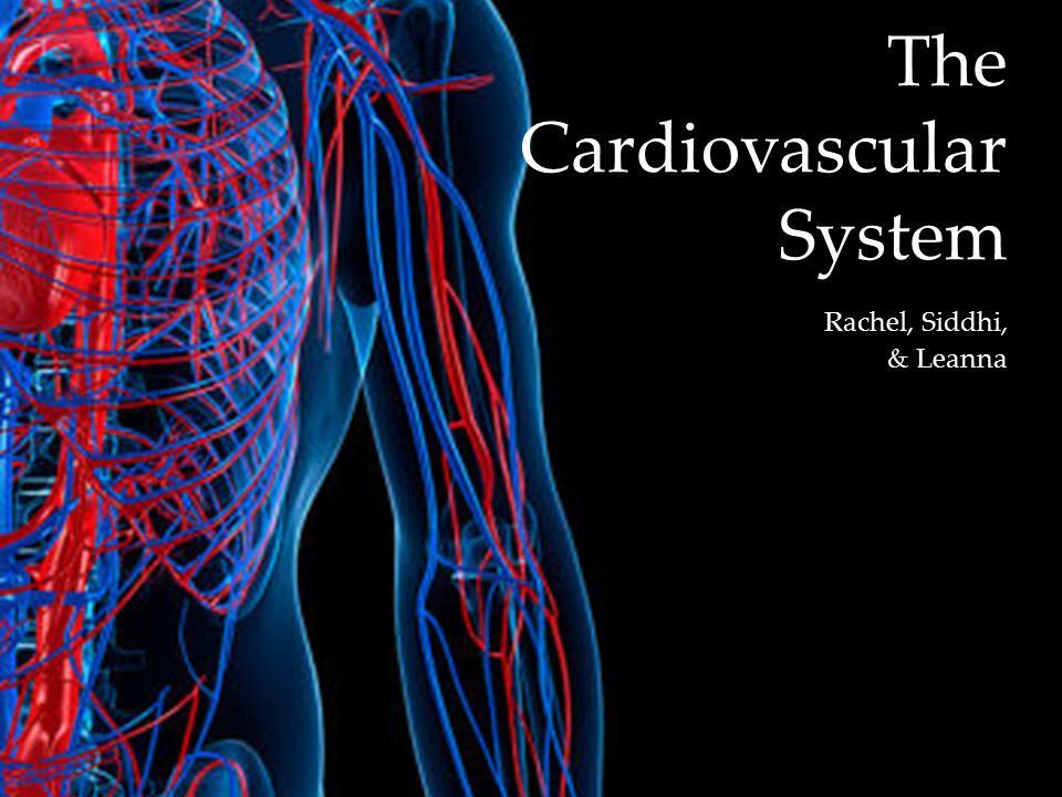 { The Cardiovascular System Rachel, Siddhi, & Leanna