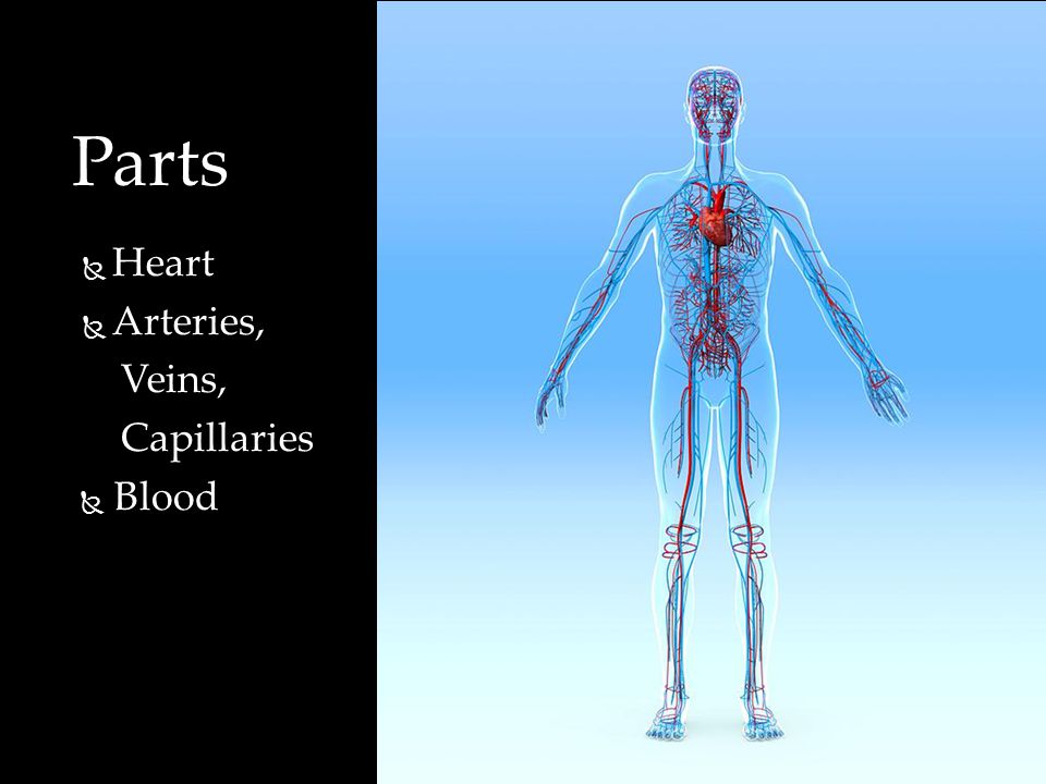  Heart  Arteries, Veins, Veins, Capillaries Capillaries  Blood Parts