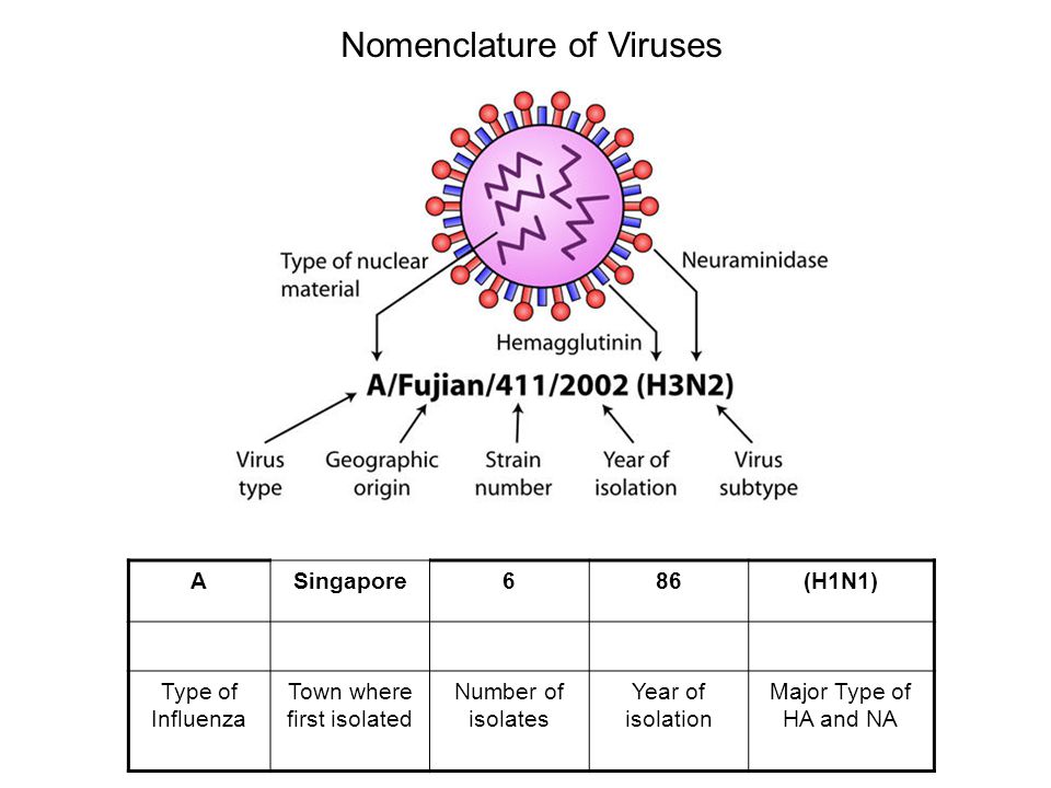 Тест 1 вирусы. Type a influenza virus. Types of viruses. Influenza транскрипция. Первый вирус.