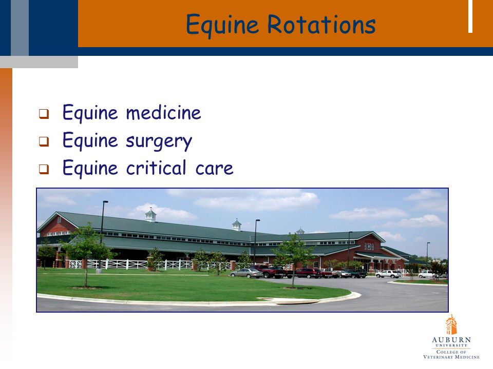 Equine Rotations  Equine medicine  Equine surgery  Equine critical care