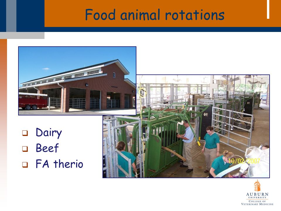 Food animal rotations  Dairy  Beef  FA therio