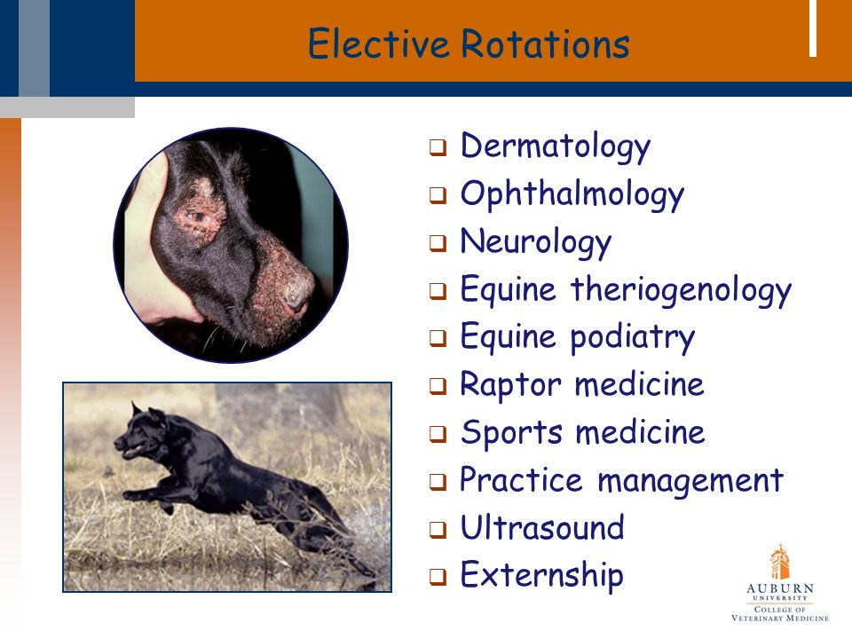 Elective Rotations  Dermatology  Ophthalmology  Neurology  Equine theriogenology  Equine podiatry  Raptor medicine  Sports medicine  Practice management  Ultrasound  Externship
