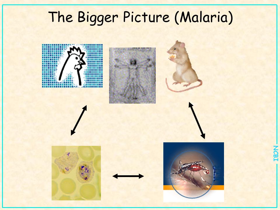 NCBI The Bigger Picture (Malaria)